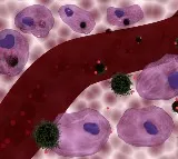 Study shows common chemotherapy drugs don't work as thought