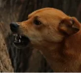 Lady doctor attacked by Kannada superstar’s pet dogs, complain lodged