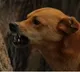 Lady doctor attacked by Kannada superstar’s pet dogs, complain lodged