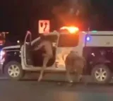 Naked Man In US Steals Patrol Vehicle After Assaulting Cop