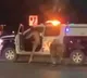 Naked Man In US Steals Patrol Vehicle After Assaulting Cop