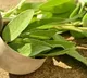 Herbal formulations can help control blood sugar levels: Study