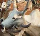 UP govt to conduct census of cows