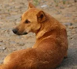 A Dog Endless Wait For Dead Owner in Kerala