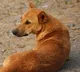 A Dog Endless Wait For Dead Owner in Kerala