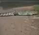 Crocodile that causes fear in Amalapuram region caught