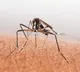 USFDA okays world's first chikungunya vaccine