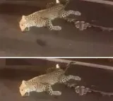 Leopard dead near Srisailam