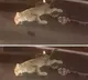 Leopard dead near Srisailam