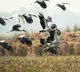 villages around bird sanctuary celebrate Diwali without firecrackers in Tamil Nadu