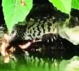 Another Crocodile appears in Anantha padmanabha swamy temple