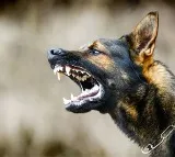 Punjab and Haryana High Court verdict on dog bites