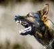 Punjab and Haryana High Court verdict on dog bites