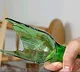 Indian-origin man jailed for beer bottle attack in Singapore