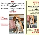 Delhi Police trace stolen dog that had Rs 1L reward for 'safe recovery'