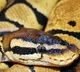 Huge Python In Idupulapaya IIIT  Shocked Students