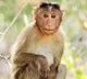 Child dies after consuming poison from packet thrown by monkey in UP's Badaun