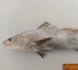 Ghol fish declared state fish of Gujarat