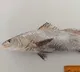 Ghol fish declared state fish of Gujarat