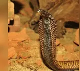 Man Kills Wife And Daughter With Snake