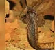 Man Kills Wife And Daughter With Snake