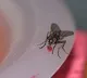 Man Goes For Routine CheckUp Only To Find A Fly In His Stomach