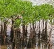 Sunderbans women show the world how mangroves reduce impact of cyclones