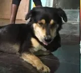 Empathy bring dog to dead mans mom