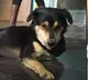 Empathy bring dog to dead mans mom
