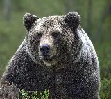 Visakha zoo keeper died in bear attack