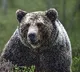 Visakha zoo keeper died in bear attack