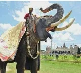 Former Golden Howdah elephant dies in wild tusker attack, K’taka CM expresses sorrow