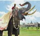 Former Golden Howdah elephant dies in wild tusker attack, K’taka CM expresses sorrow