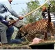 Now QR code to create awareness about leopard behaviour to avoid attacks