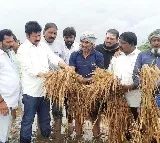 Cyclone causes extensive damage to crops in Andhra Pradesh
