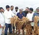 Cyclone causes extensive damage to crops in Andhra Pradesh