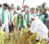 Chandrababu visits paddy fields in joint Guntur district