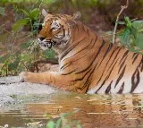 Man Found Half Eaten By Zoo Tigers In Pakistan