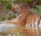 Man Found Half Eaten By Zoo Tigers In Pakistan