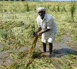 Central team visit to Migzam affected areas in AP