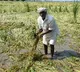Central team visit to Migzam affected areas in AP