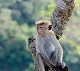 Some killed Monkeys cooked and eaten in Nizamabad
