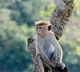 Some killed Monkeys cooked and eaten in Nizamabad