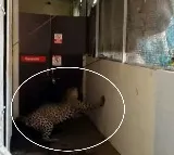 Leopard Enters into hospital premises