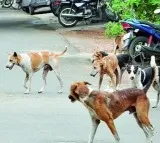 Stray dogs Attacked On Kids In Hyderabad