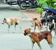 Stray dogs Attacked On Kids In Hyderabad