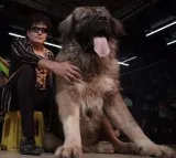 Rare and Costliest Dog In Hyderabad Event