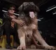 Rare and Costliest Dog In Hyderabad Event