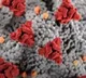 TS Doctors associtaion on Corona new virus