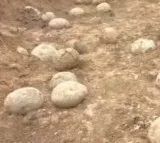 People offering prayers to Dinosaur eggs